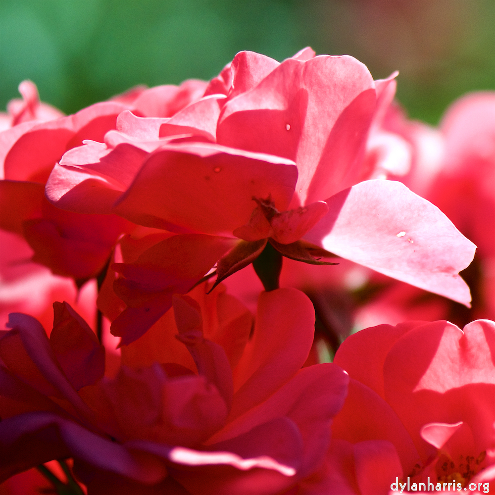 image: Voici &lsquo;fleurs d&rsquo;esch (cxxxviii) 8&rsquo;.