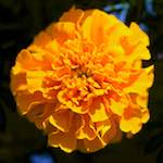 image: Image du photoset &lsquo;fleurs d&rsquo;esch (cxxxviii)&rsquo;.