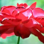 image: Image du photoset &lsquo;fleurs d&rsquo;esch (cxxxviii)&rsquo;.