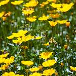 image: Image du photoset &lsquo;fleurs d&rsquo;esch (cxxxviii)&rsquo;.