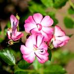 image: Image du photoset &lsquo;fleurs d&rsquo;esch (cxxxviii)&rsquo;.