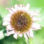 image: Image du photoset &lsquo;fleurs d&rsquo;esch (cxxxviii)&rsquo;.