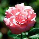 image: Image du photoset &lsquo;fleurs d&rsquo;esch (cxxxviii)&rsquo;.