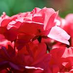 image: Image du photoset &lsquo;fleurs d&rsquo;esch (cxxxviii)&rsquo;.