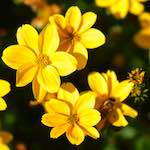 image: Image du photoset &lsquo;fleurs d&rsquo;esch (cxxxviii)&rsquo;.