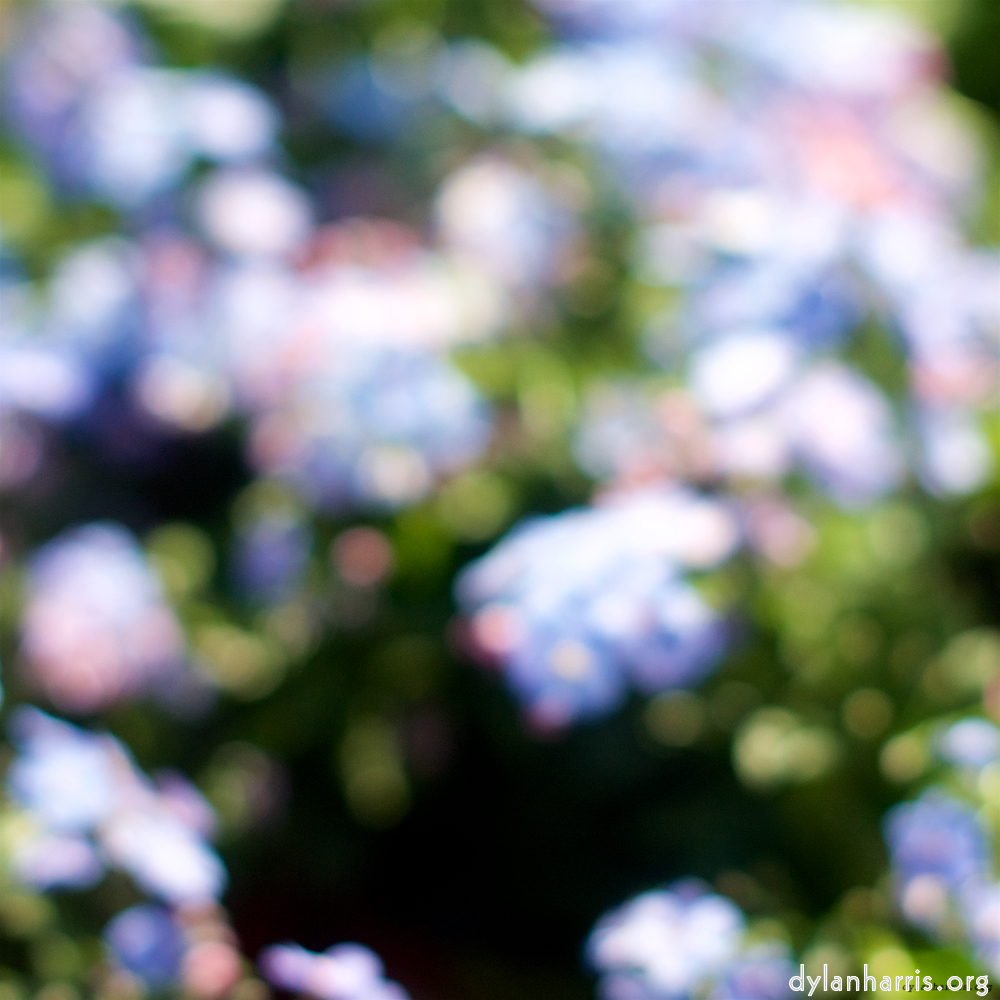 Image: Image 'flower (xi) 1'.