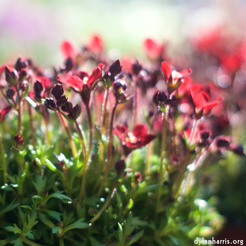 Image: Image 'flower (xi) 2'.