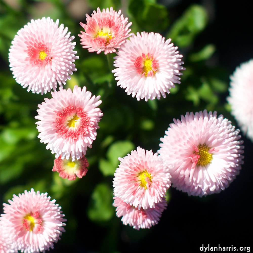 Image: Image 'flower (xi) 3'.