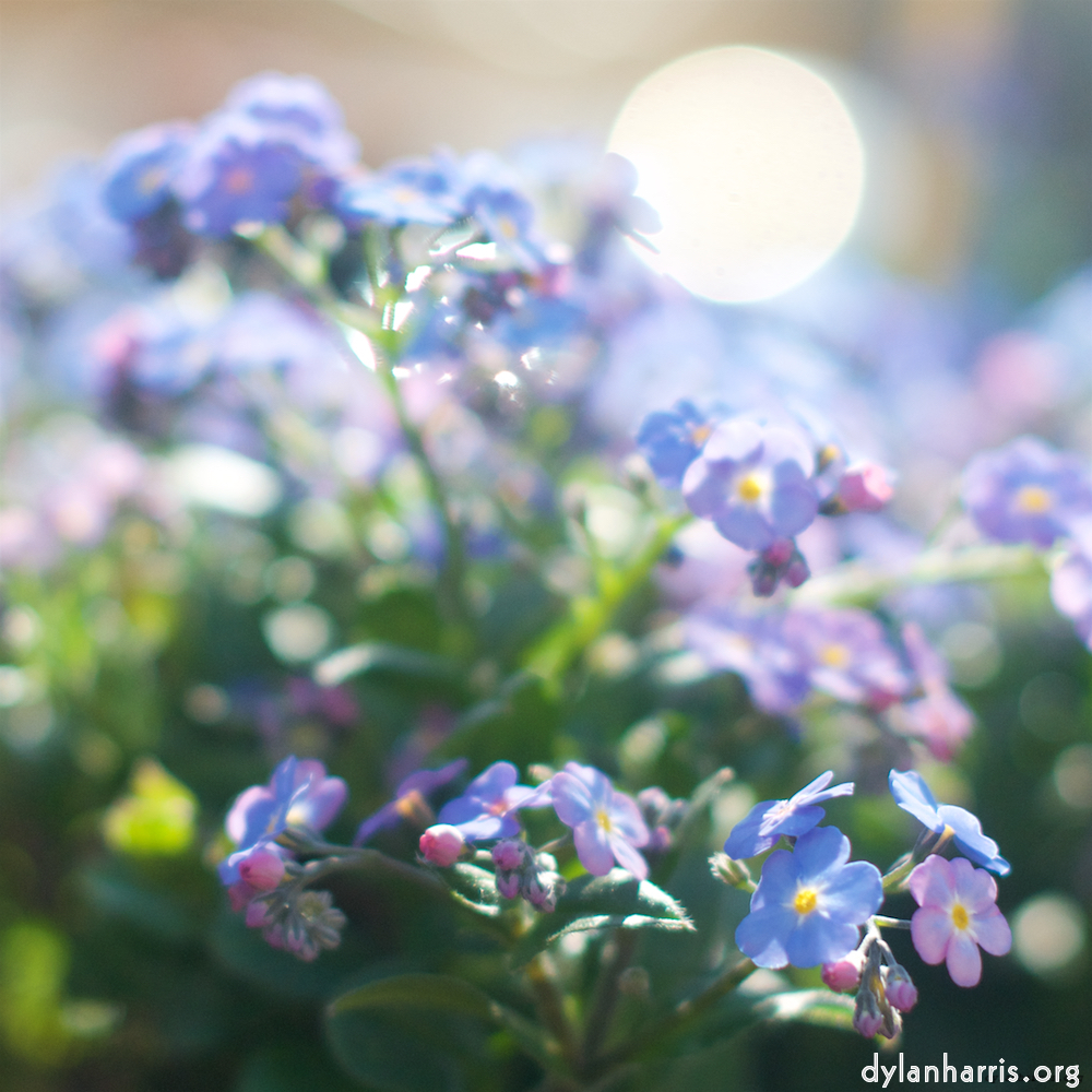 image: This is &lsquo;flower (xi) 4&rsquo;.