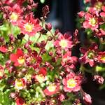 Image: Fifth image from the photoset 'flower (xi)'.