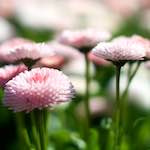 Image: Sixth image from the photoset 'flower (xi)'.