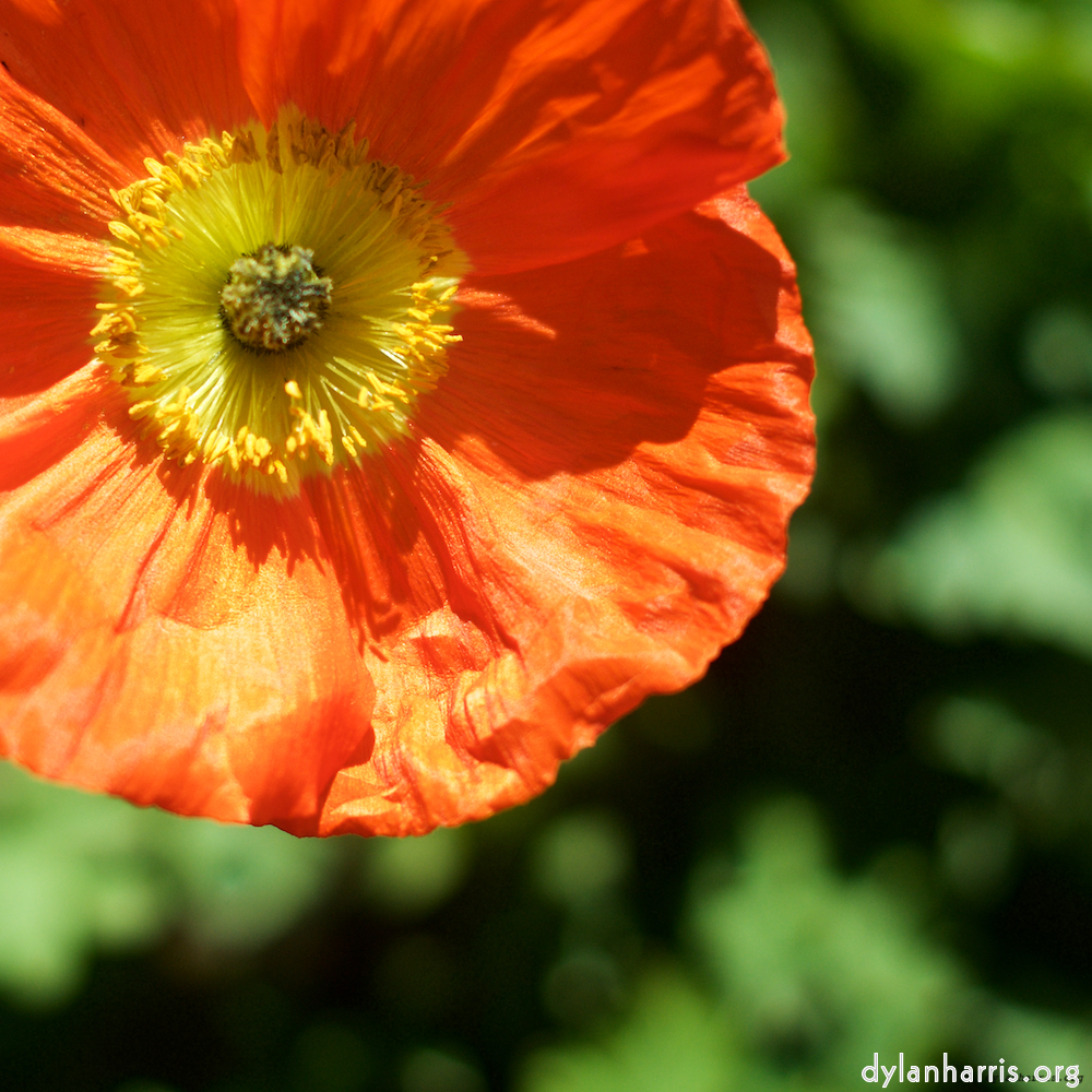 image: This is &lsquo;flower (xii) 1&rsquo;.