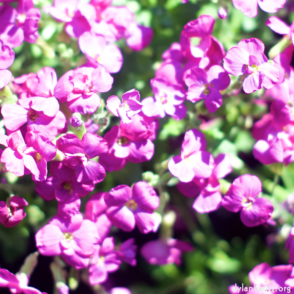 image: This is &lsquo;flower (xii) 2&rsquo;.