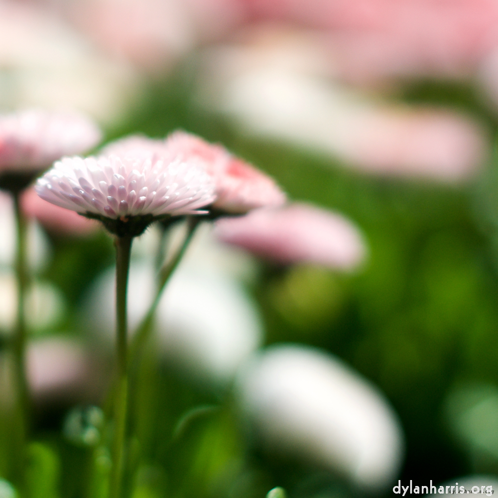 image: This is &lsquo;flower (xii) 3&rsquo;.