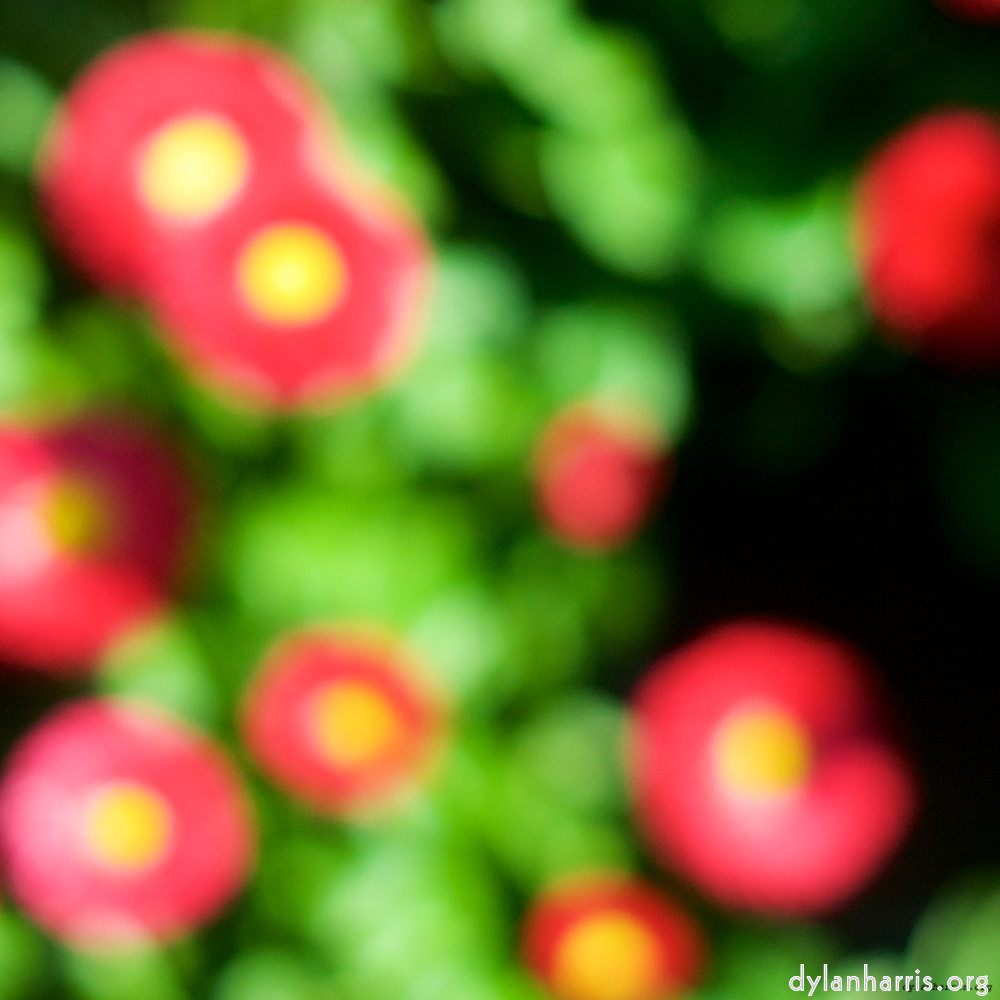 image: This is &lsquo;flower (xii) 4&rsquo;.