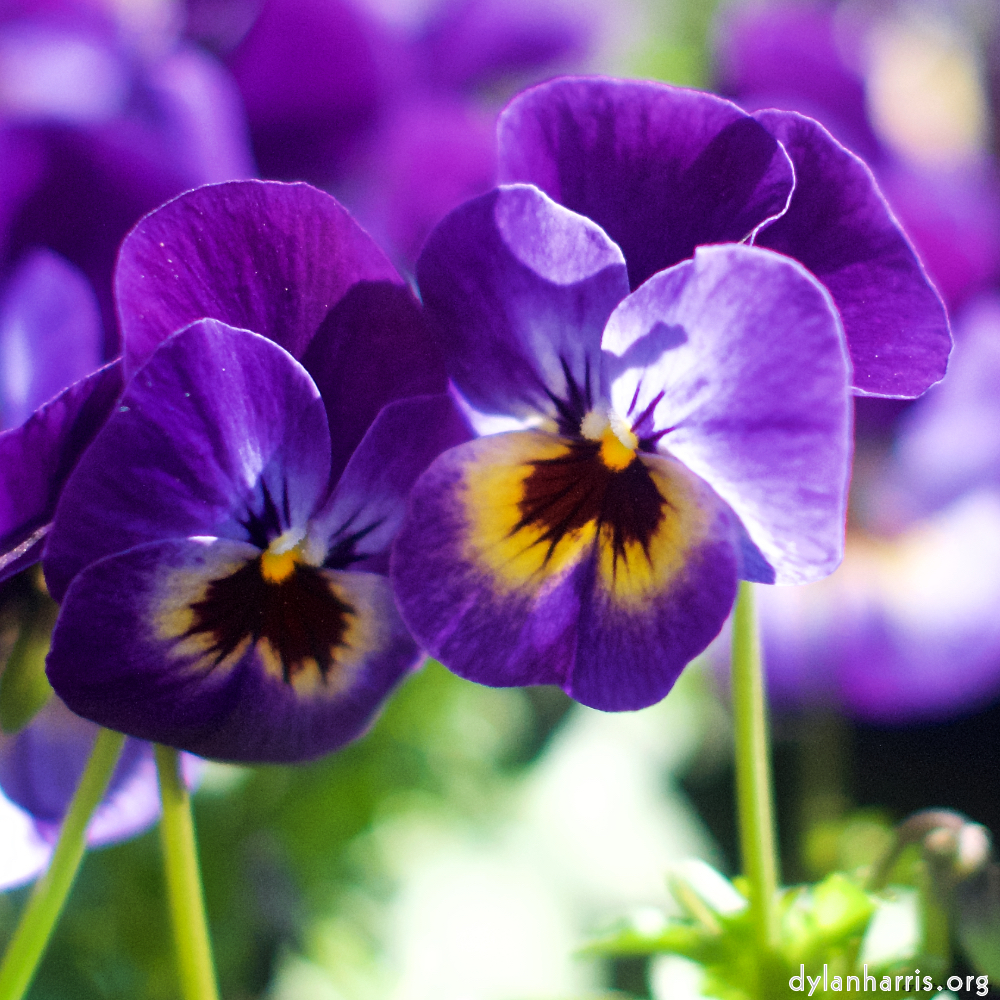 Image: Image 'flower (xii) 5'.