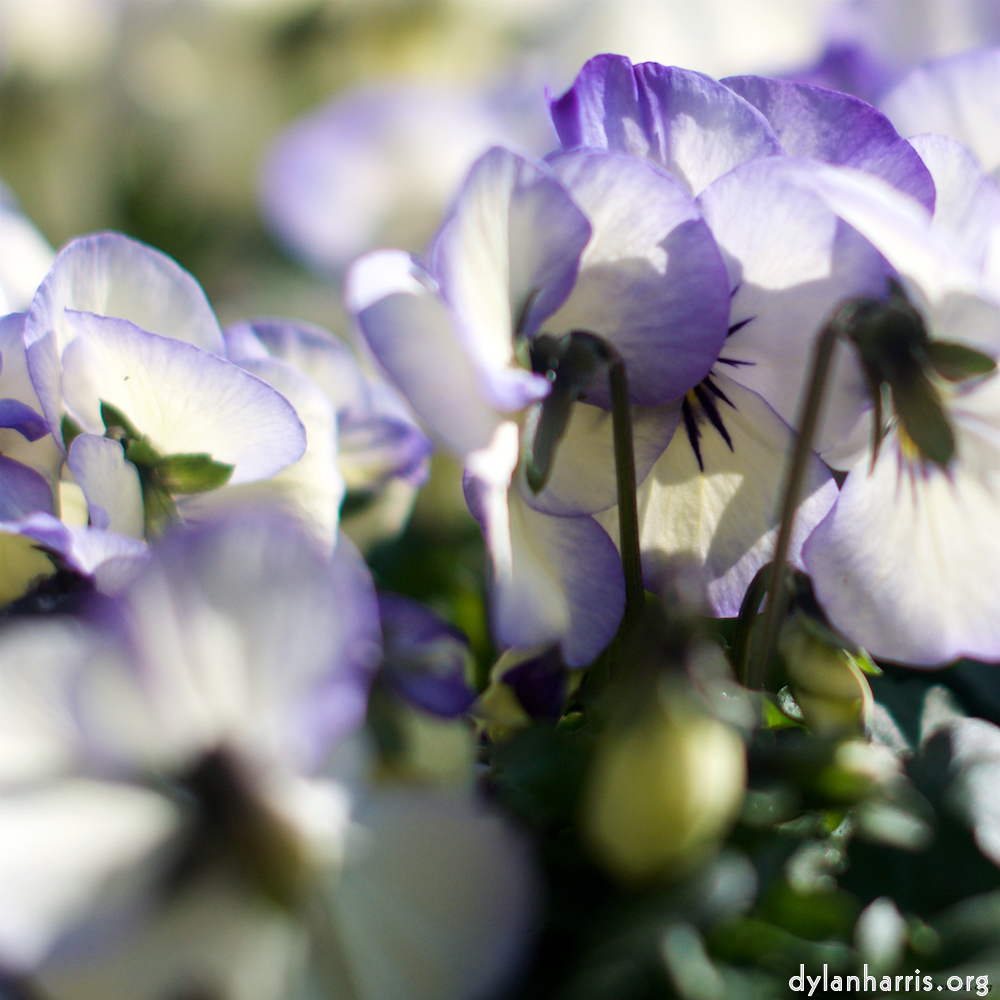 Image: Image 'flower (xii) 6'.