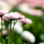 Image: Third image from the photoset 'flower (xii)'.