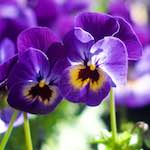 Image: Fifth image from the photoset 'flower (xii)'.