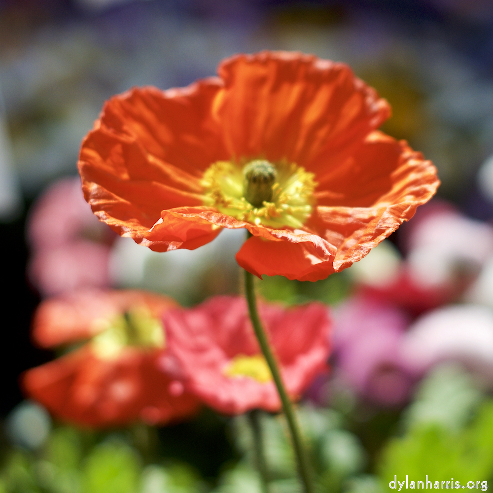 Image: Image 'flower (xiii) 1'.