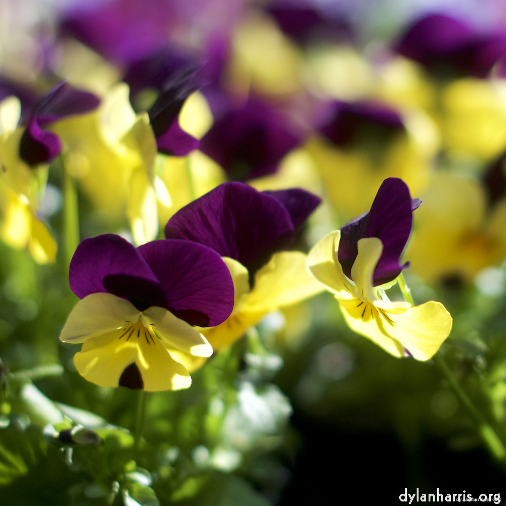 Image: Image 'flower (xiii) 2'.