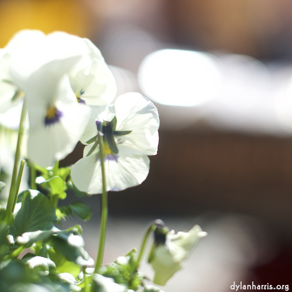 image: This is &lsquo;flower (xiii) 4&rsquo;.