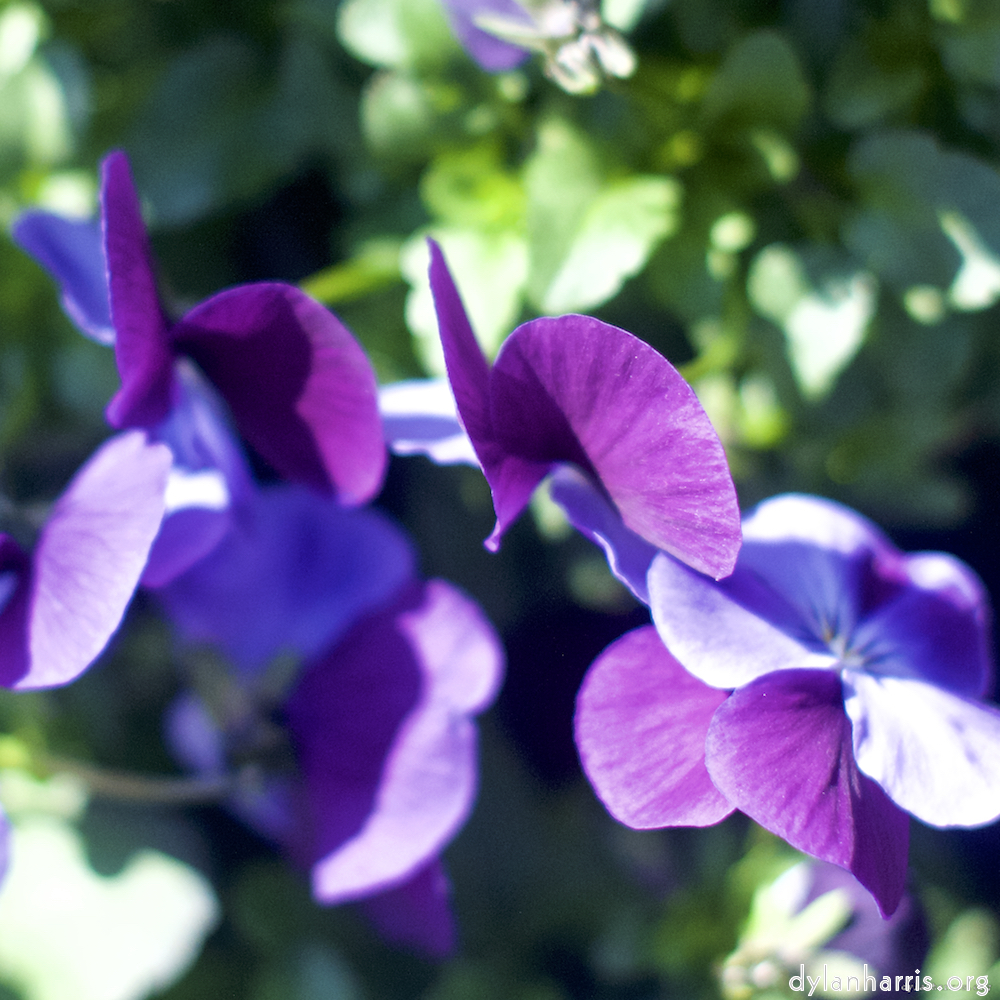 Image: Image 'flower (xiii) 5'.