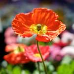 Image: First image from the photoset 'flower (xiii)'.