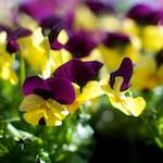 Image: Second image from the photoset 'flower (xiii)'.