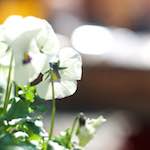 Image: Fourth image from the photoset 'flower (xiii)'.