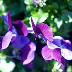 Image: Fifth image from the photoset 'flower (xiii)'.