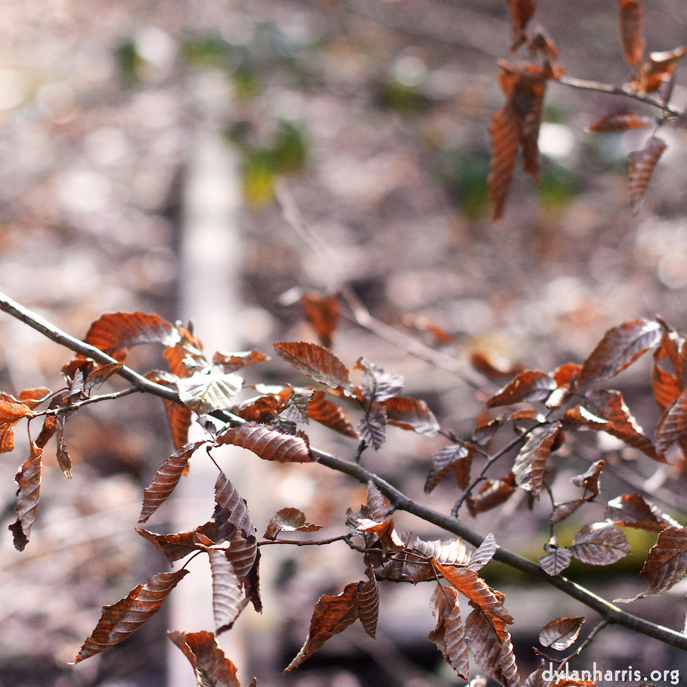 Image: Image 'train (xvi) 3'.