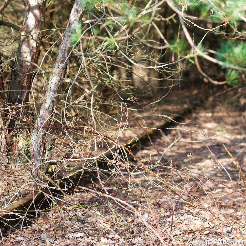 Image: Image 'train (xvi) 4'.