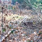 Image: Fifth image from the photoset 'train (xvi)'.