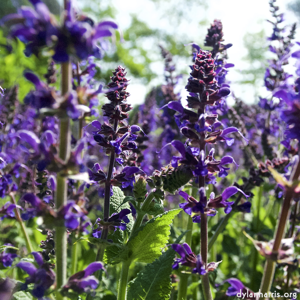 Image: Image 'escher blummen (lix) 1'.