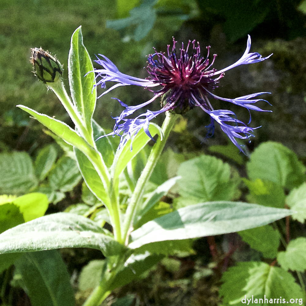 Image: Image 'escher blummen (lix) 5'.