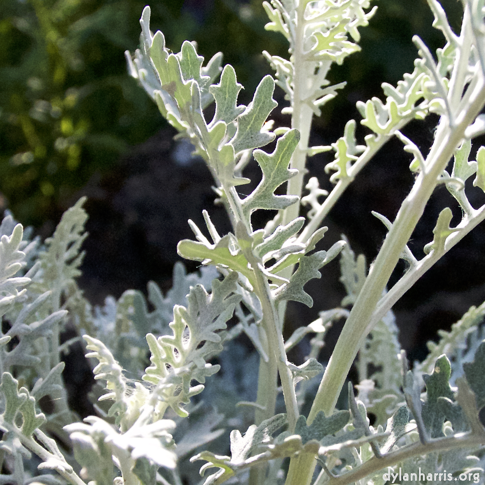 Image: Image 'escher blummen (lix) 6'.