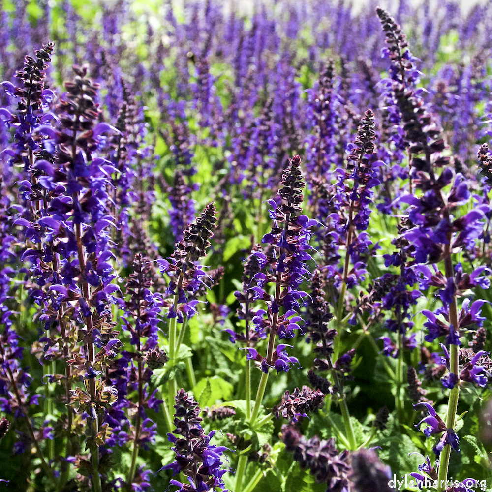 Image: Image 'escher blummen (lix) 7'.