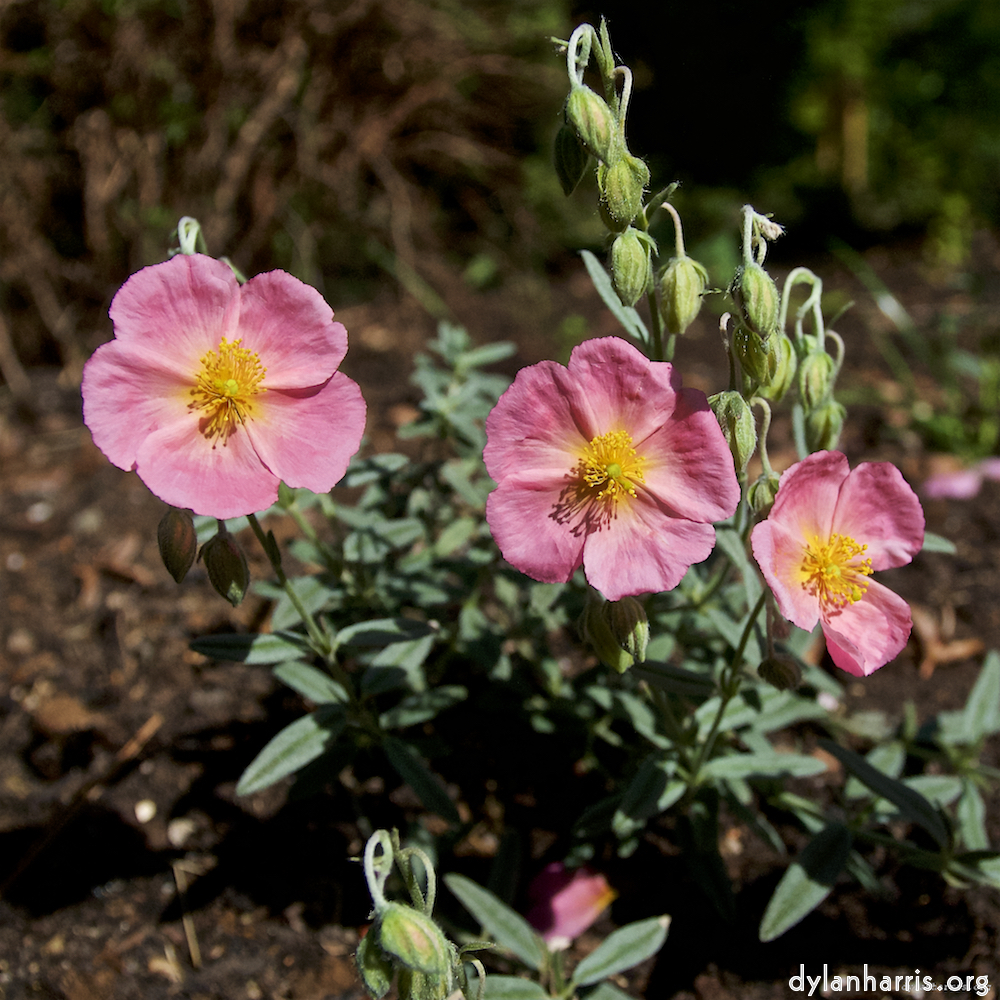 Image: Image 'escher blummen (lix) 8'.