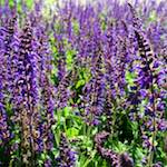 Image: Seventh image from the photoset 'escher blummen (lix)'.