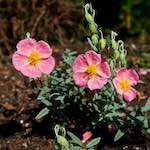 Image: Eighth image from the photoset 'escher blummen (lix)'.