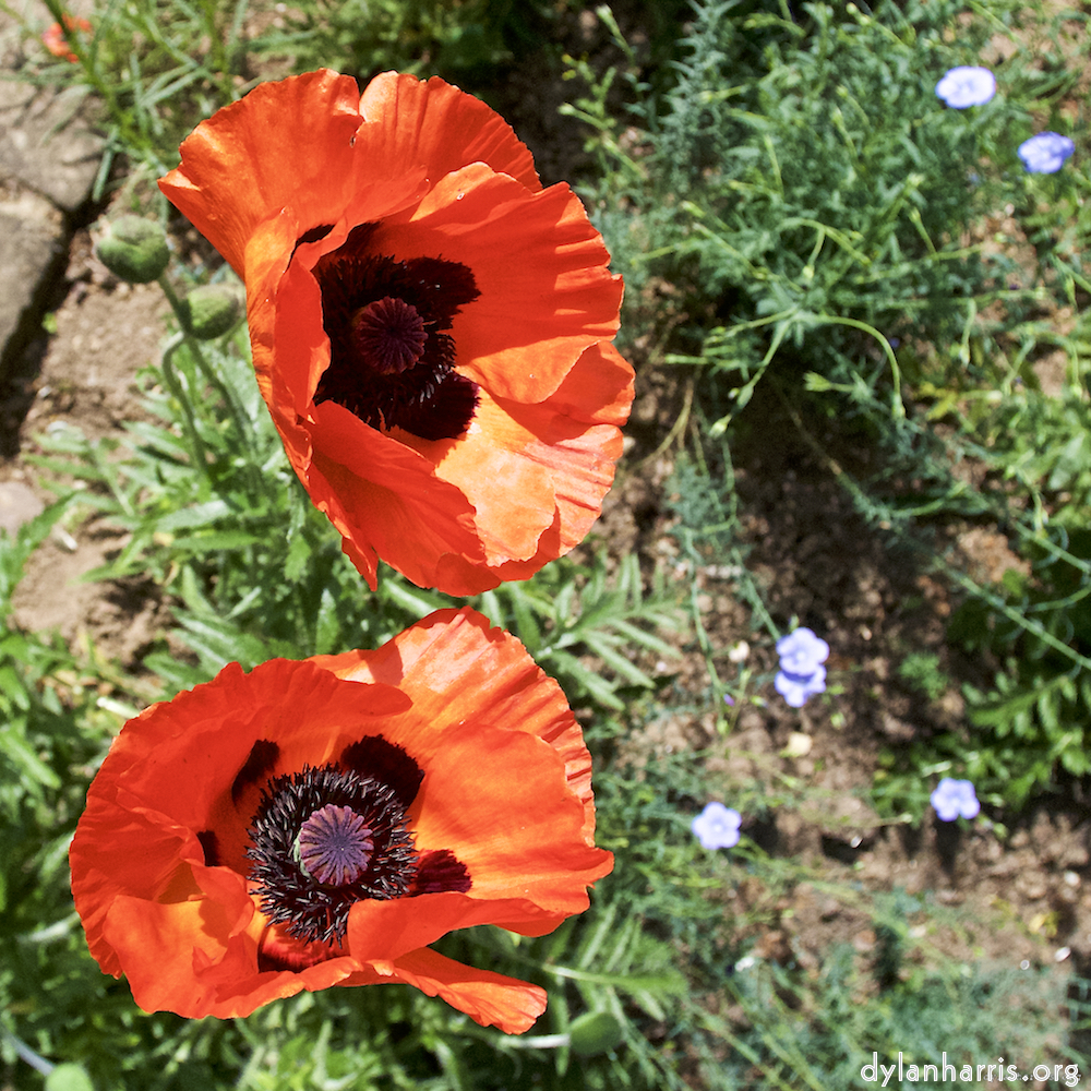 Image: Image 'escher blummen (lx) 1'.