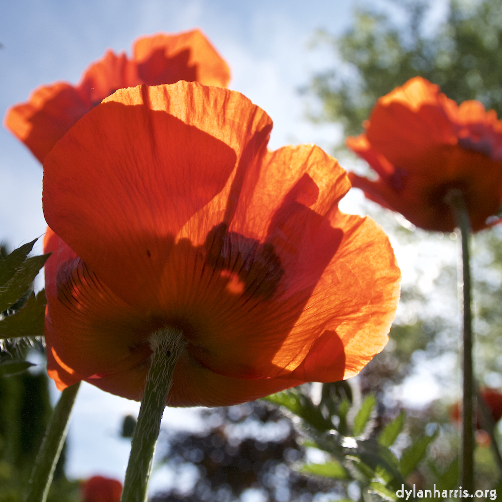 Image: Image 'escher blummen (lx) 2'.