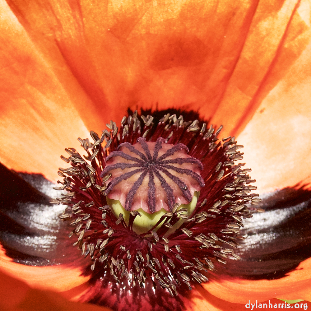 Image: Image 'escher blummen (lx) 3'.