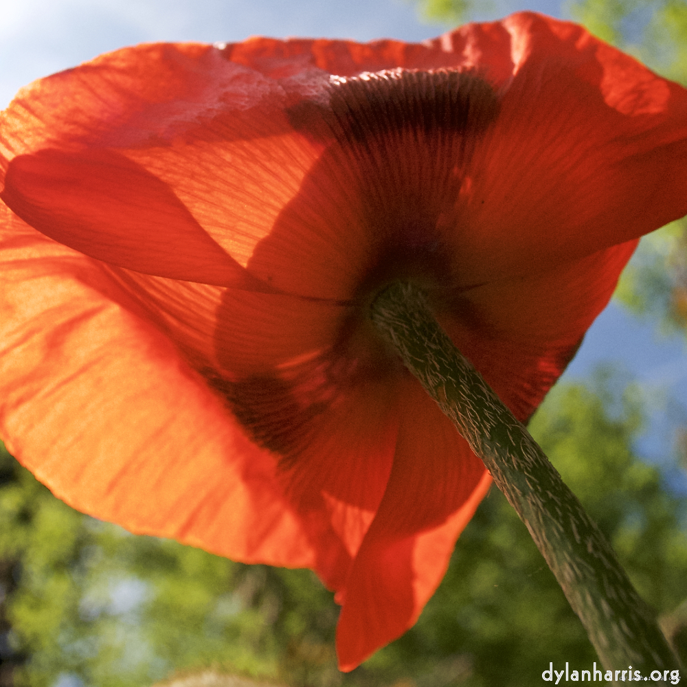 image: D&euml;st ass &lsquo;escher blummen (lx) 4&rsquo;.