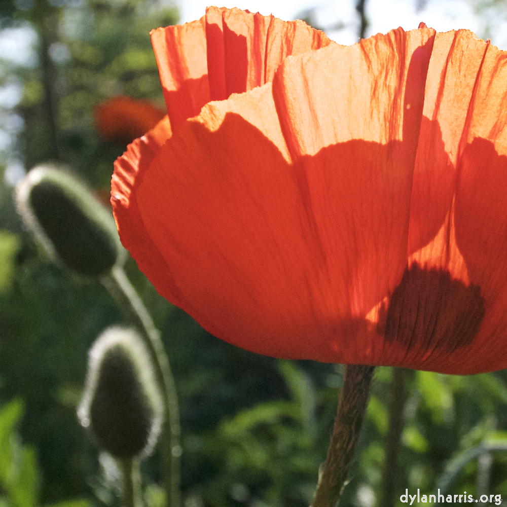 image: D&euml;st ass &lsquo;escher blummen (lx) 5&rsquo;.