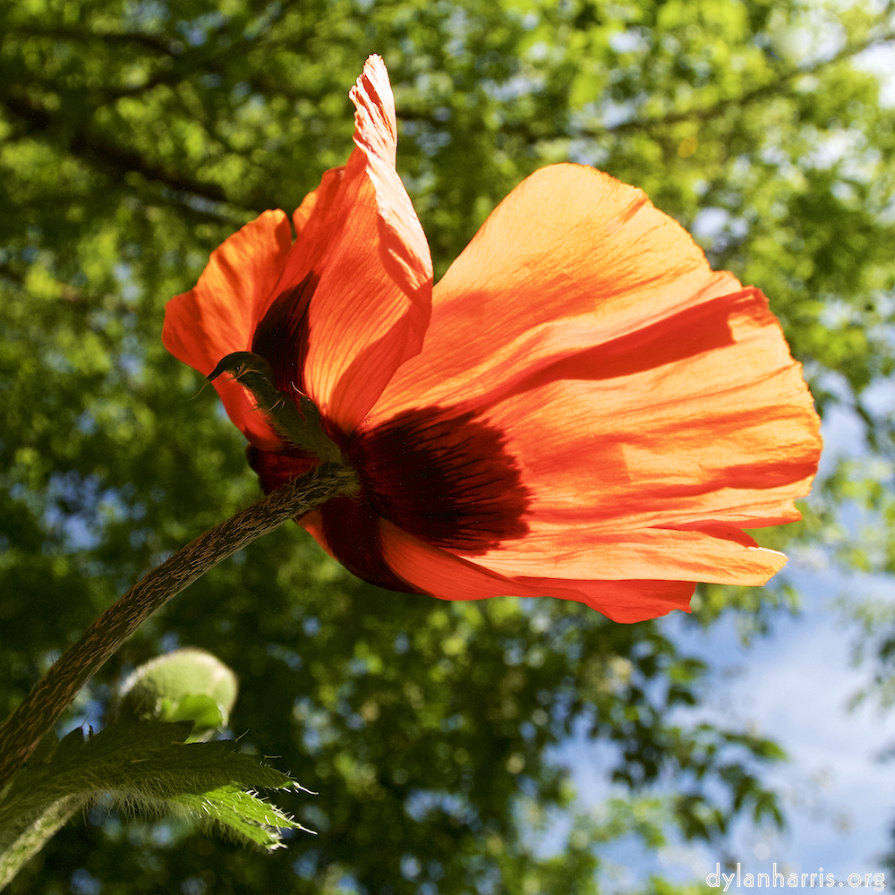 image: D&euml;st ass &lsquo;escher blummen (lx) 6&rsquo;.