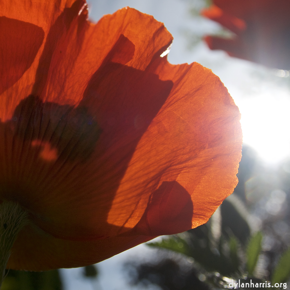 image: D&euml;st ass &lsquo;escher blummen (lx) 7&rsquo;.