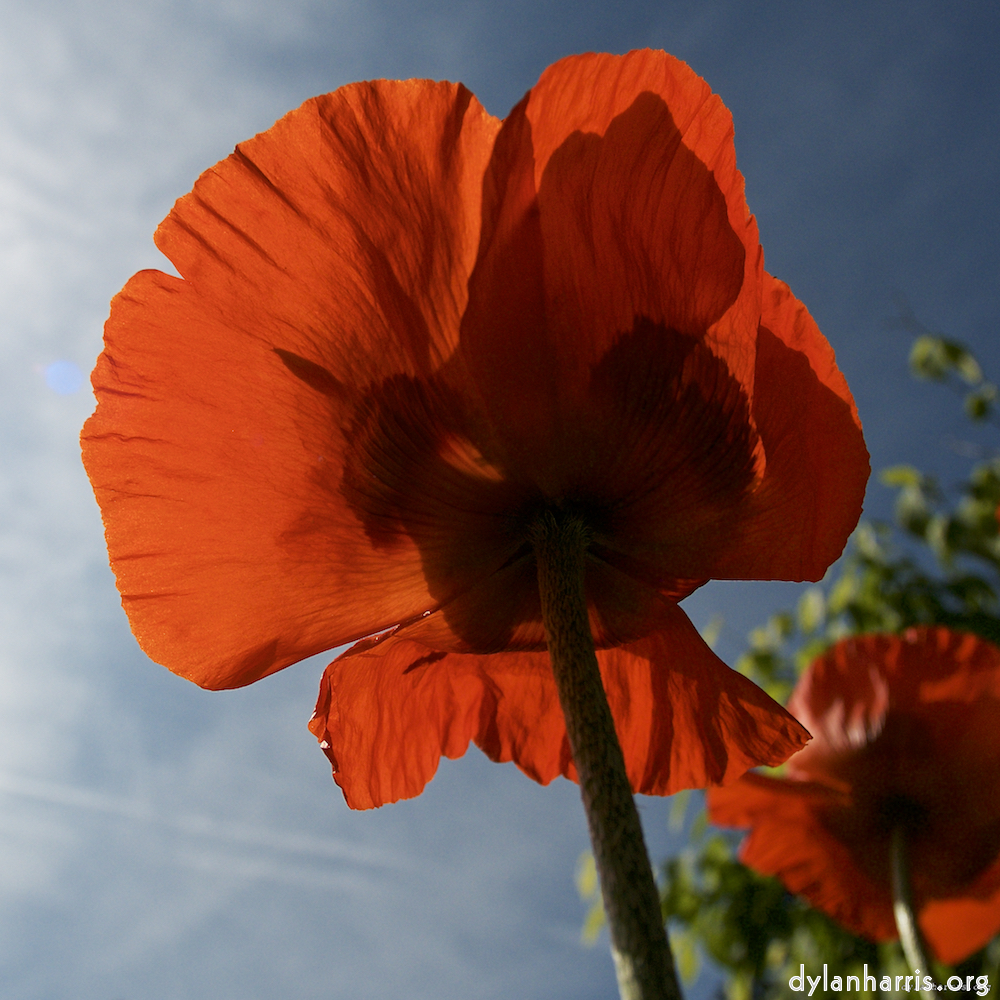 Image: Image 'escher blummen (lx) 8'.