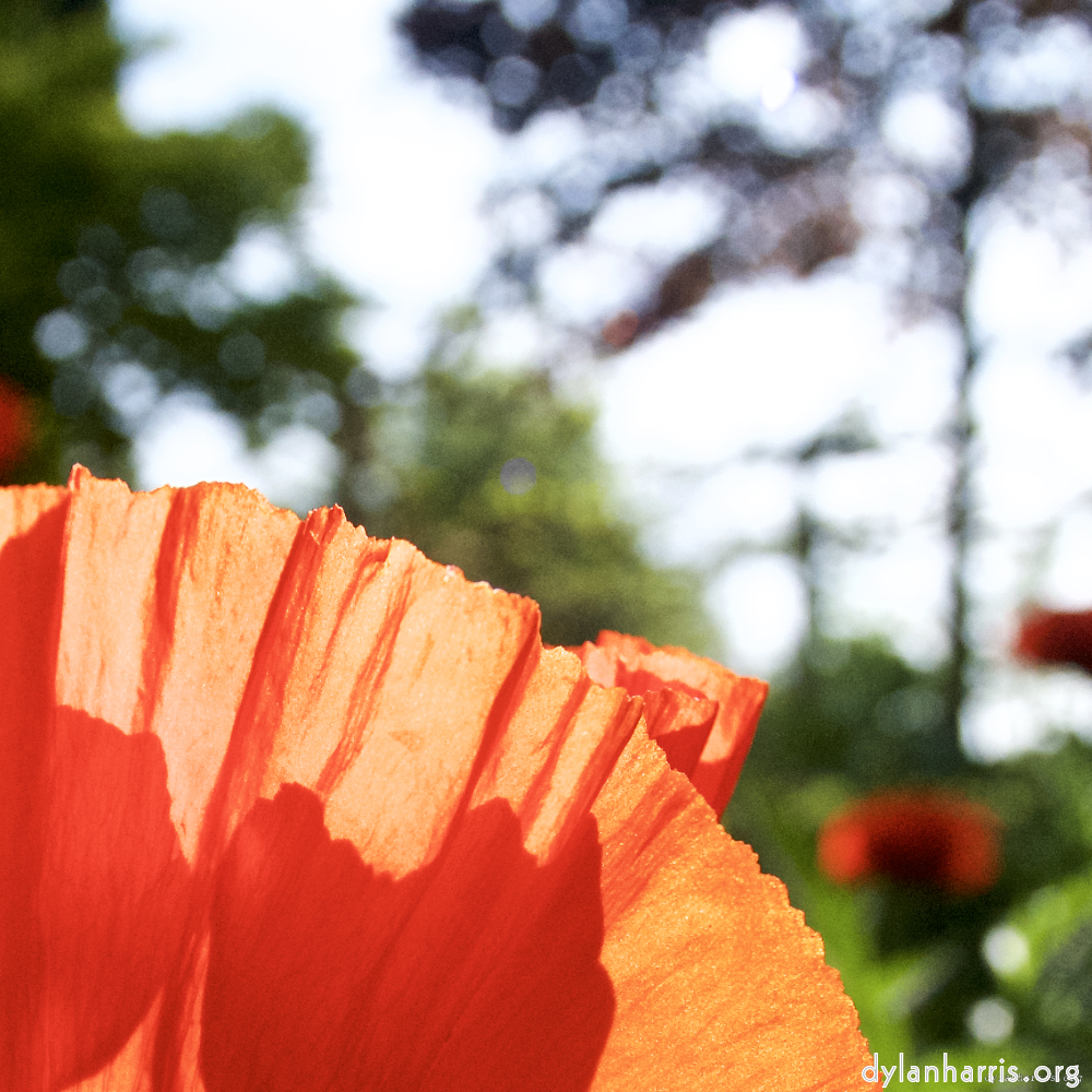 image: D&euml;st ass &lsquo;escher blummen (lx) 9&rsquo;.